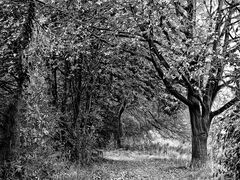 ... grauer herbst