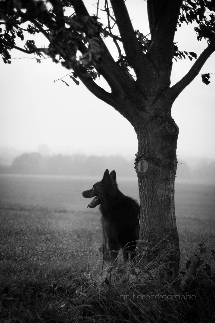 Grauer Herbst !