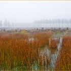 Grauer Herbst in warmen Farben