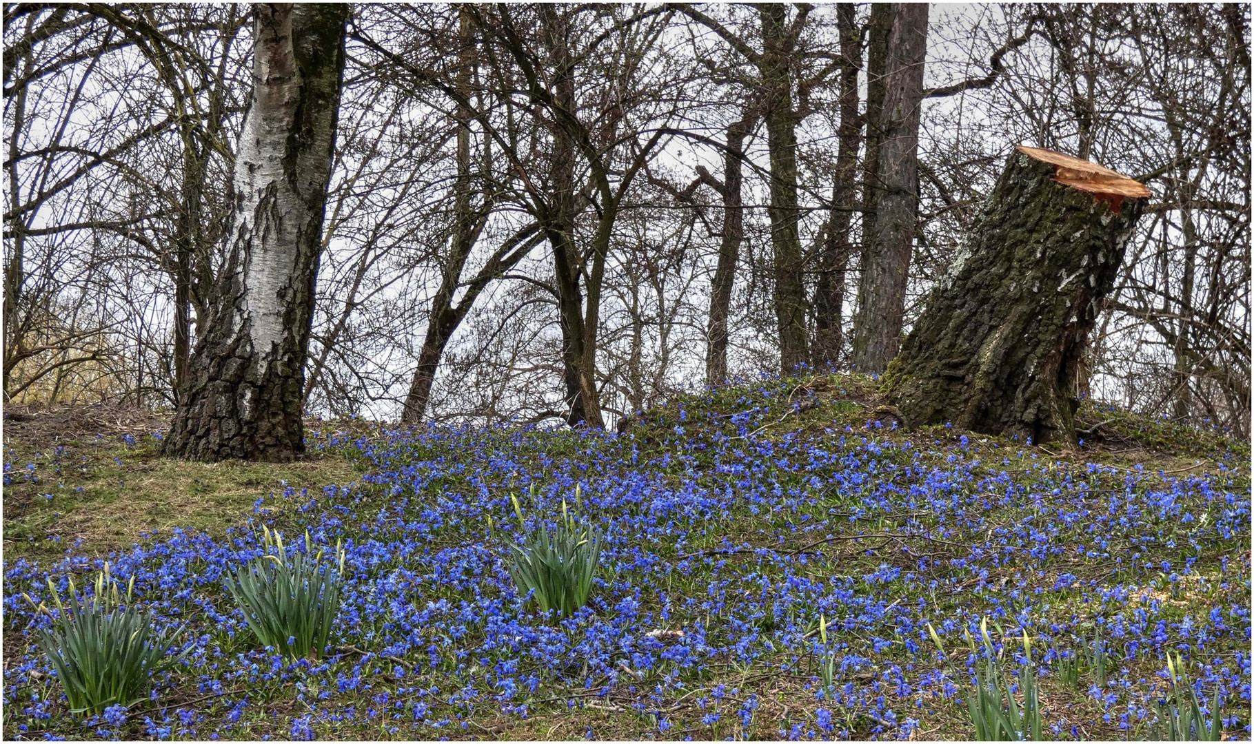 Grauer Himmel, blaue Blüten