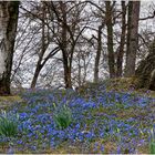 Grauer Himmel, blaue Blüten