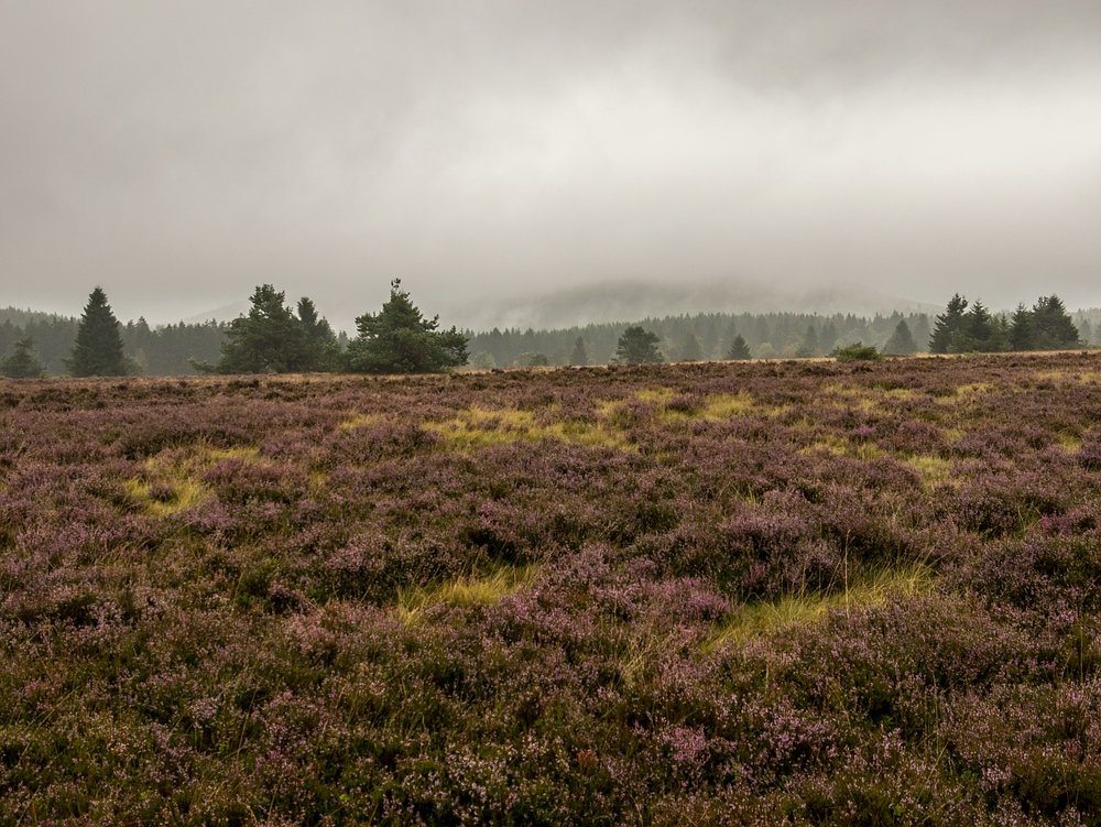 Grauer Himmel über der Hochheide