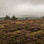 Grauer Himmel über der Hochheide