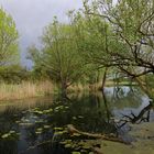 Grauer Himmel überm Teich