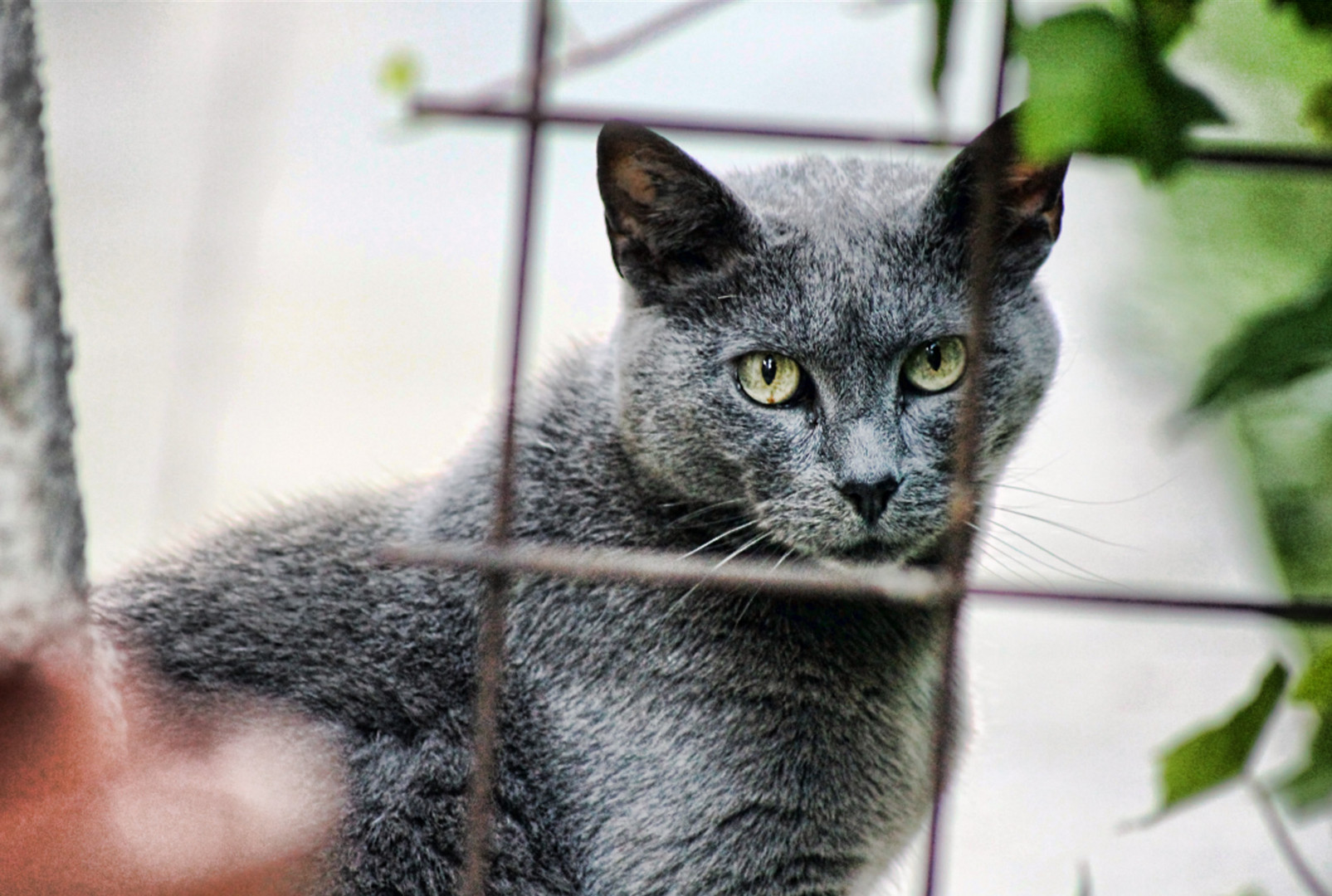 Grauer Kater