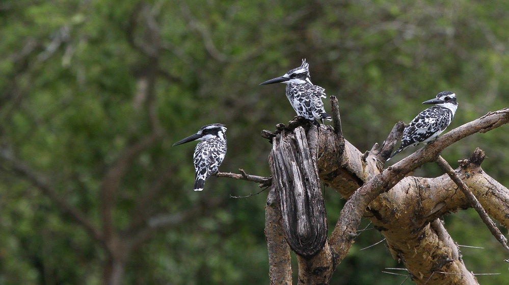 Grauer Kingfischer – Kazinga Channel – Uganda – Die Perle Afrikas