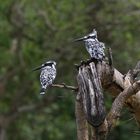 Grauer Kingfischer – Kazinga Channel – Uganda – Die Perle Afrikas