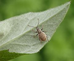 Grauer Knospenrüssler (Peritelus sphaeroides)