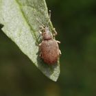 Grauer Knospenrüssler (Peritelus sphaeroides)