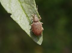 Grauer Knospenrüssler (Peritelus sphaeroides)