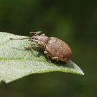 Grauer Knospenrüssler (Peritelus sphaeroides)