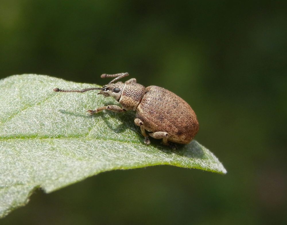 Grauer Knospenrüssler (Peritelus sphaeroides)