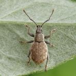 Grauer Knospenrüssler (Peritelus sphaeroides)