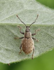 Grauer Knospenrüssler (Peritelus sphaeroides)