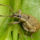 Grauer Knospenrüssler (Peritelus sphaeroides) auf Buchsbaum