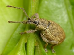 Grauer Knospenrüssler (Peritelus sphaeroides) auf Buchsbaum