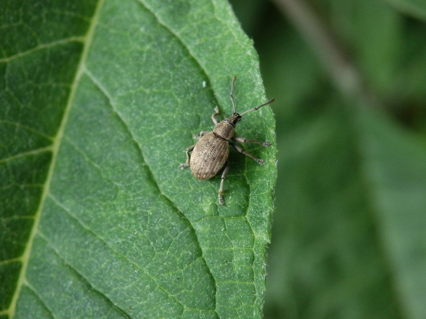 Grauer Knospenrüssler (Peritelus sphaeroides)