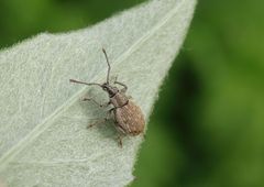 Grauer Knospenrüssler (Peritelus sphaeroides)