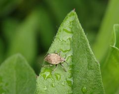 Grauer Knospenrüssler (Peritelus sphaeroides)