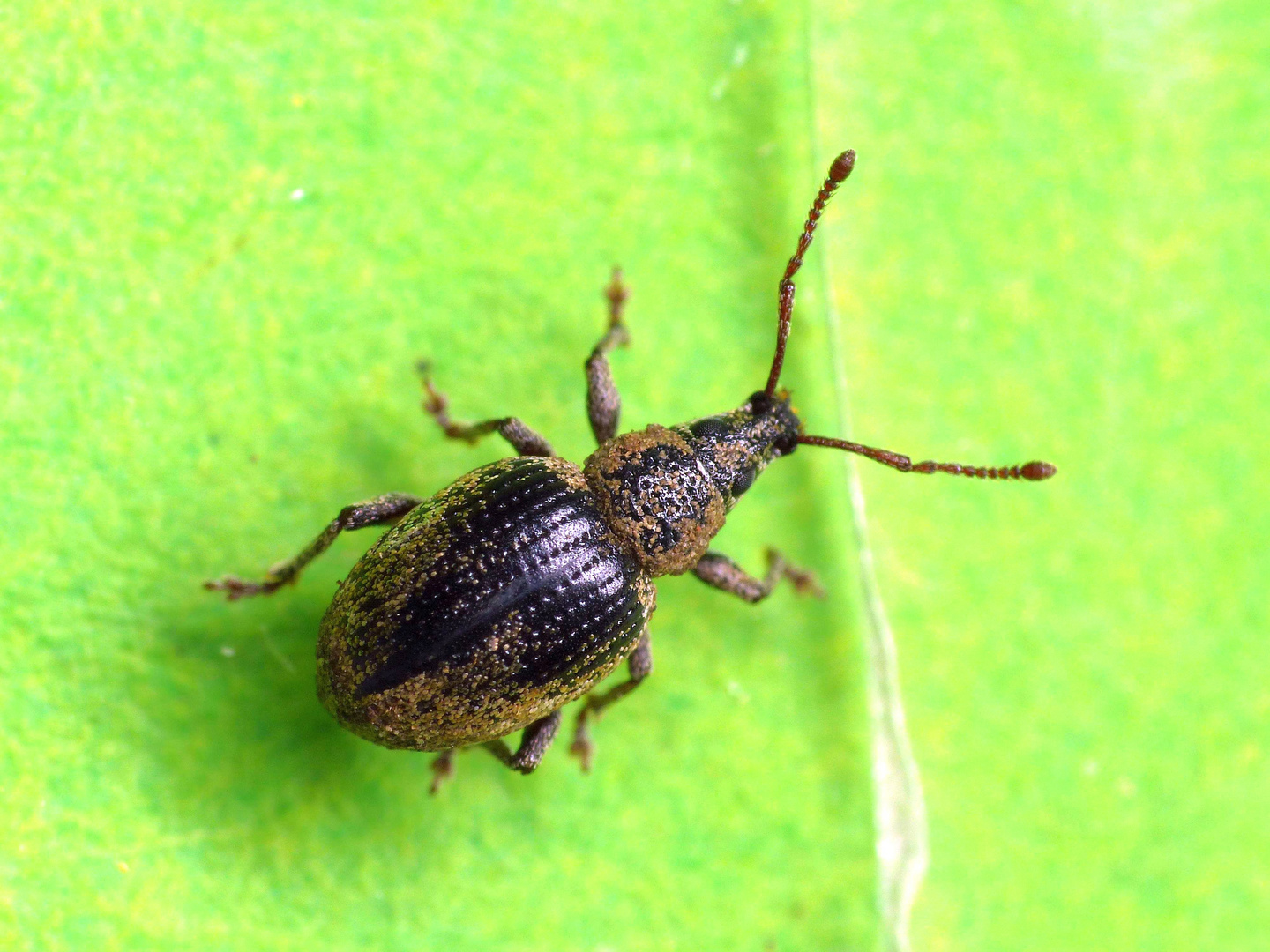 Grauer Knospenrüssler (Peritelus sphaeroides) - stark abgeschuppt