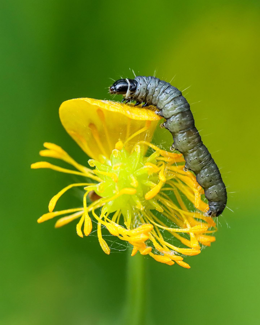 Grauer Knospenwickler