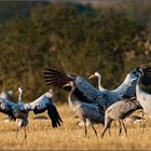 Grauer Kranich (Grus grus)