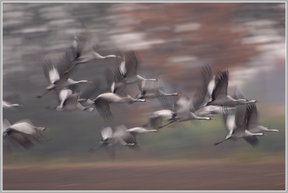 Grauer Kranich (Grus grus)