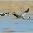 Grauer Kranich (Grus grus)