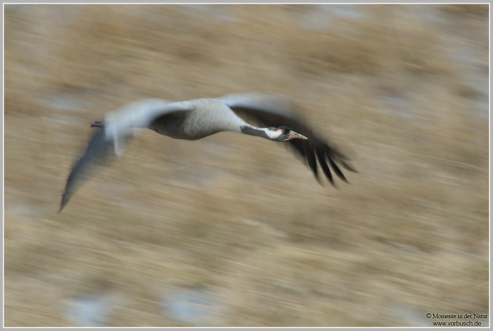 Grauer Kranich (Grus grus)