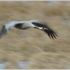 Grauer Kranich (Grus grus)