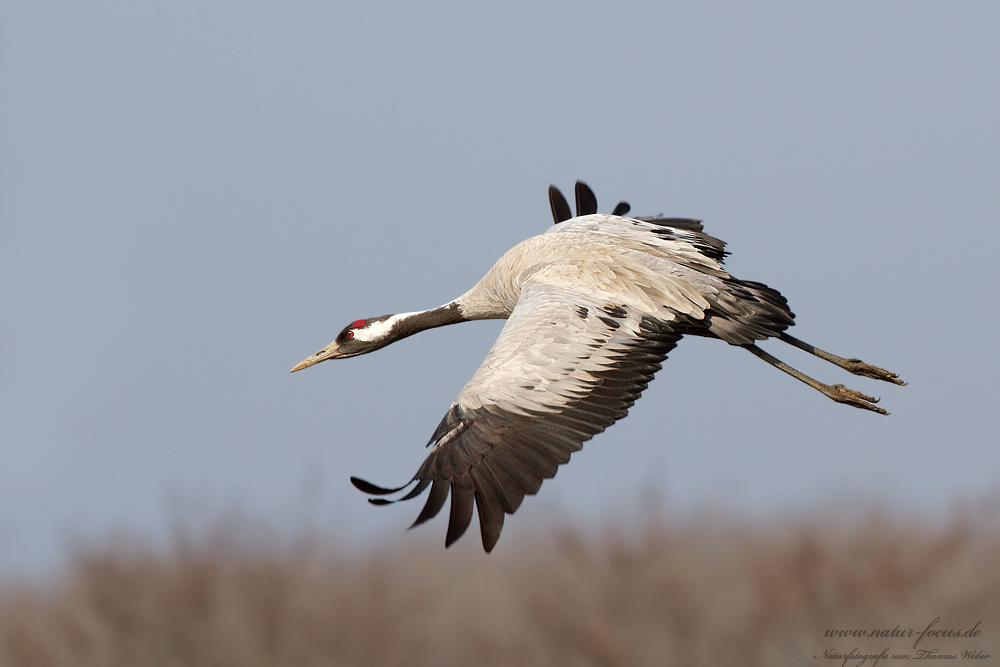 Grauer Kranich (Grus grus) im Flug