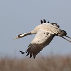 Grauer Kranich (Grus grus) im Flug