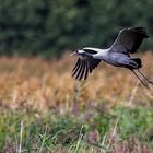  Grauer Kranich--Landeanflug über Schilf