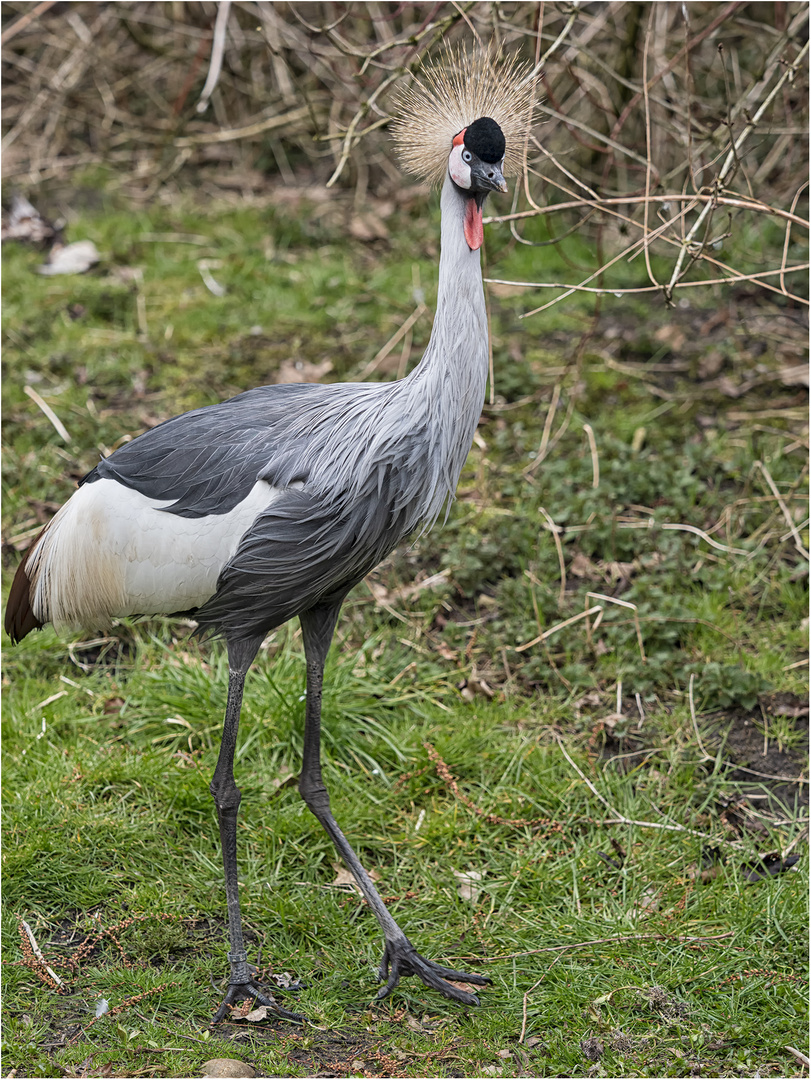 Grauer Kronenkranich