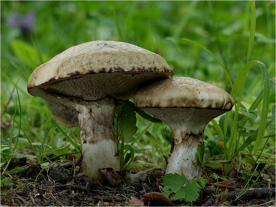 Grauer Lärchenröhrling (Suillus viscidus)