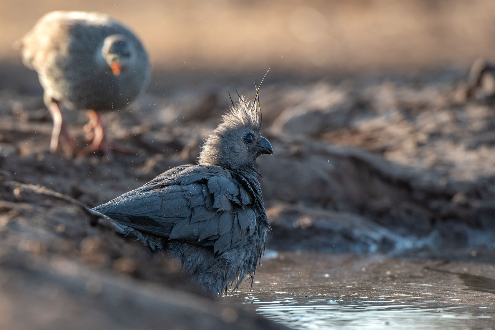 Grauer Lärmvogel oder Go Away Bird