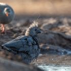 Grauer Lärmvogel oder Go Away Bird