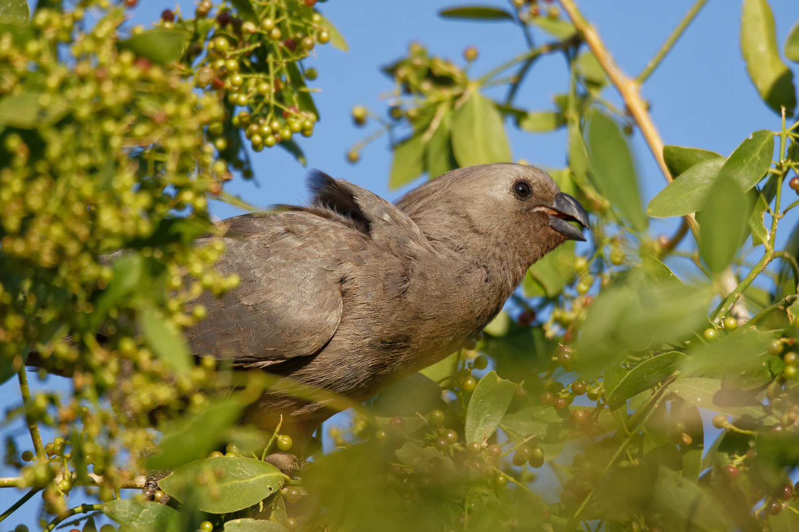 Grauer Lärmvogel_2 Foto & Bild africa, southern africa, namibia
