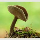 Grauer Langfüßler (Helvella macropus)