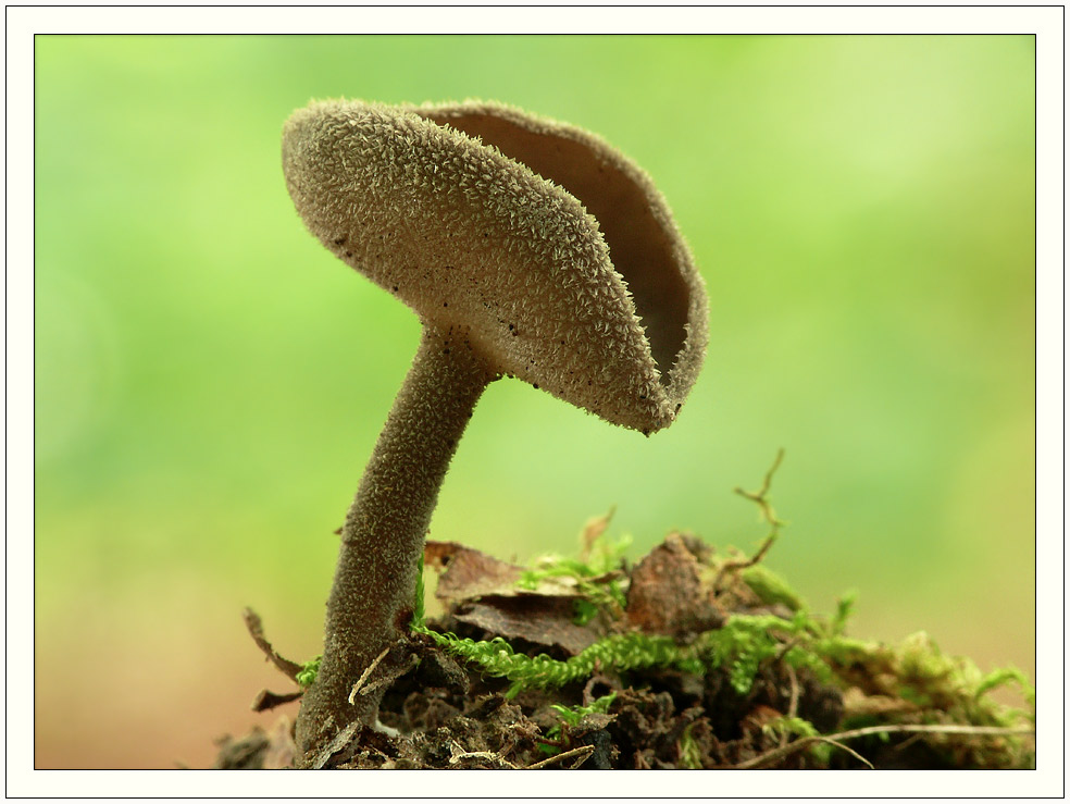 Grauer Langfüßler (Helvella macropus)