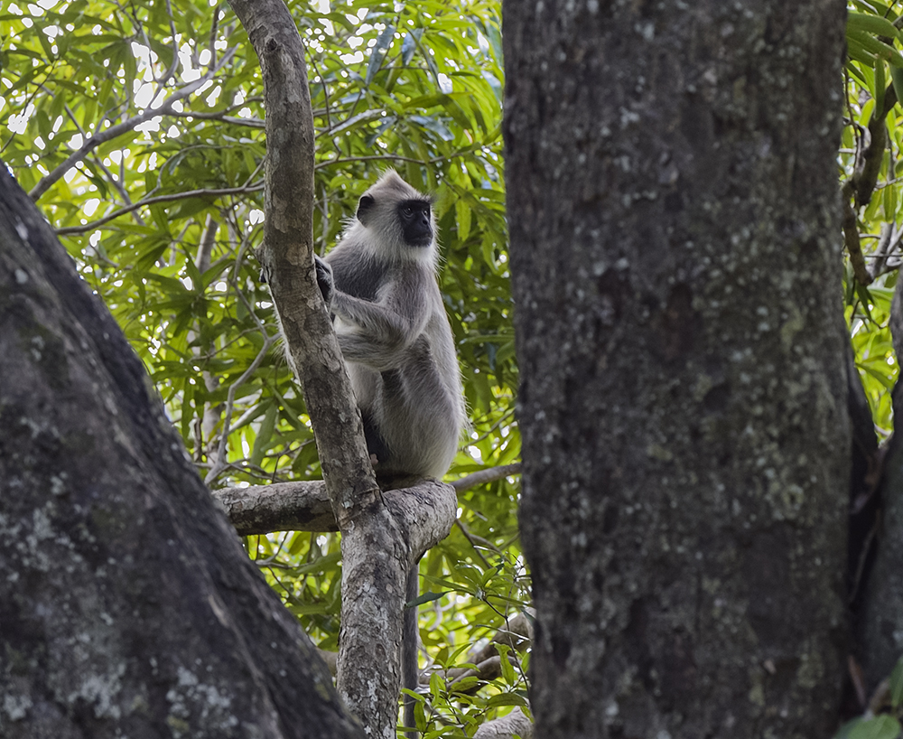 Grauer Langur