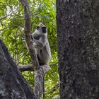 Grauer Langur