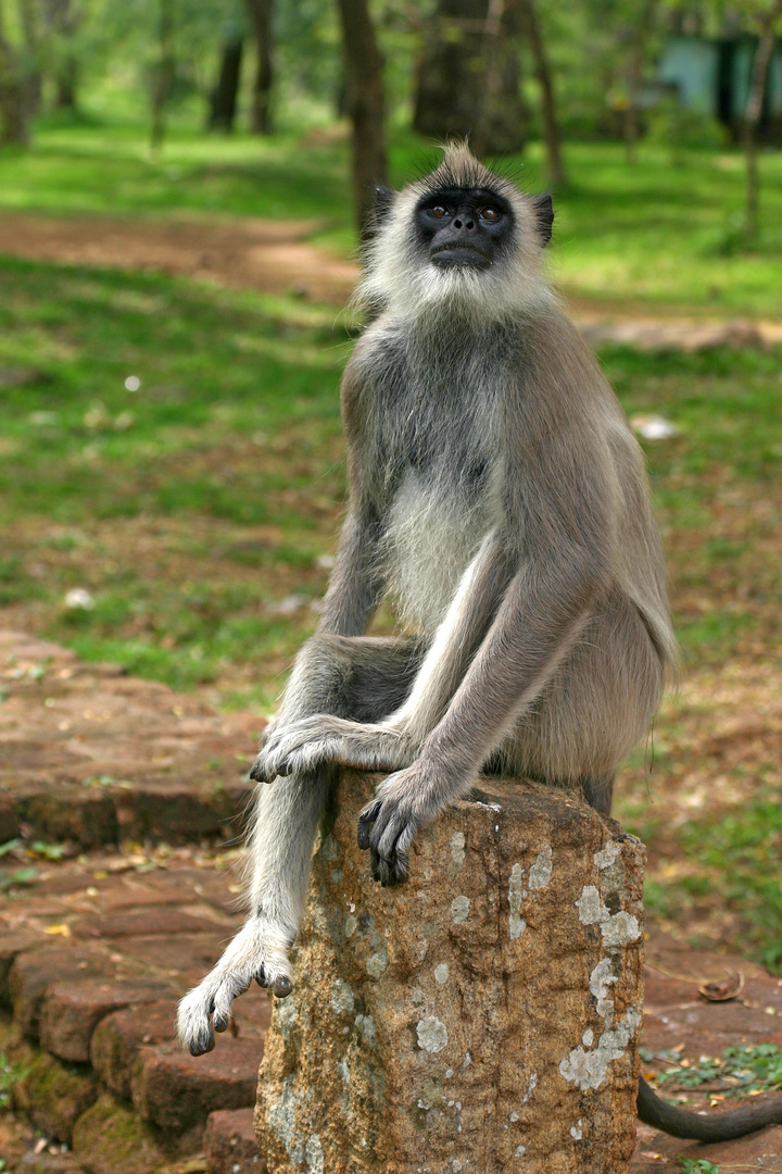 Grauer Langur