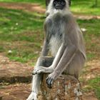 Grauer Langur