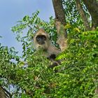 Grauer Langur