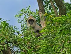 Grauer Langur