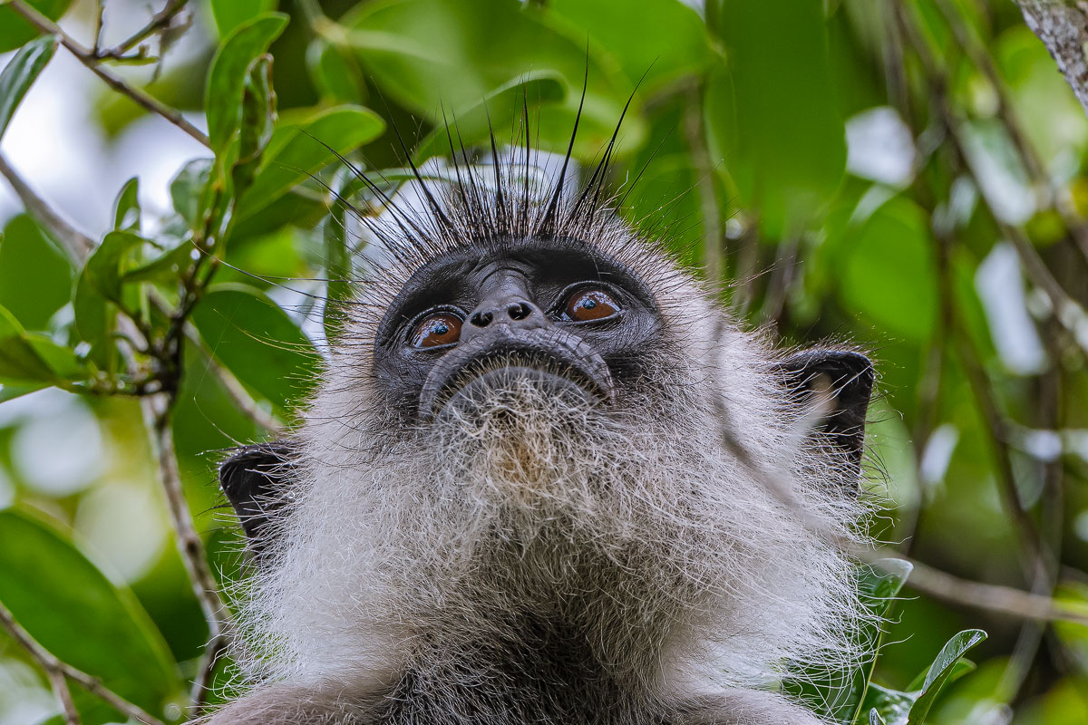 Grauer-Langur