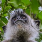 Grauer-Langur