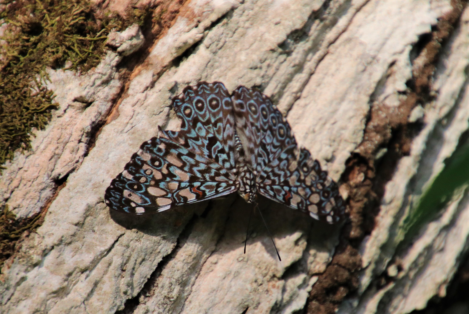 Grauer Mosaikfalter