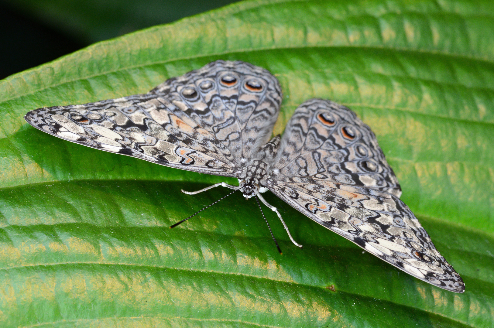 Grauer Mosaikfalter